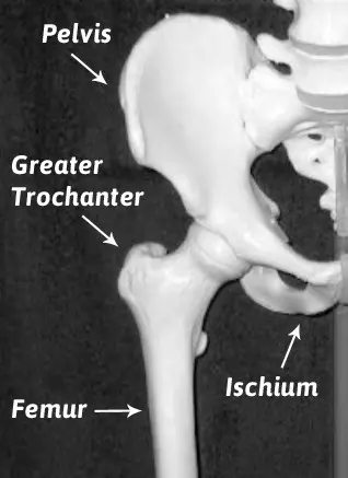 Basic Anatomy